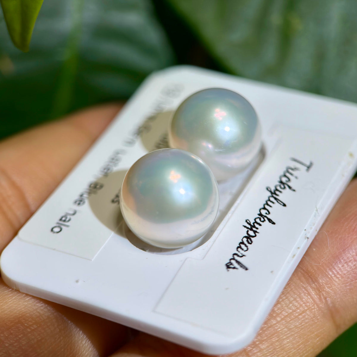 High-lustre white freshwater pearl stud earrings.